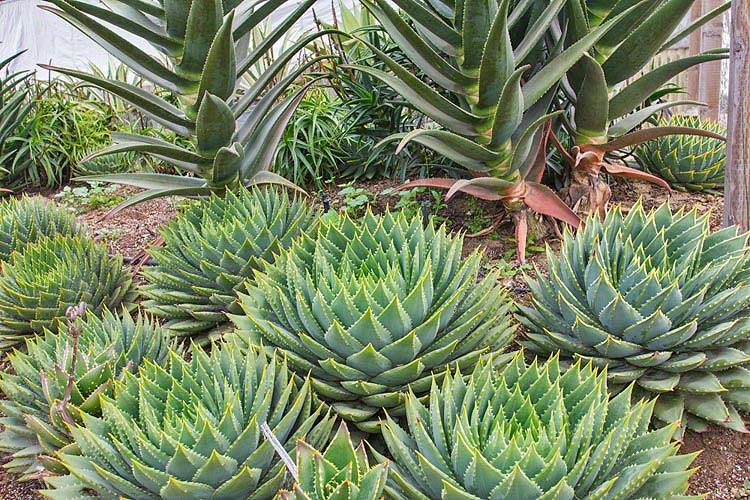 Aloe Polyphylla Spiral Aloe 6423